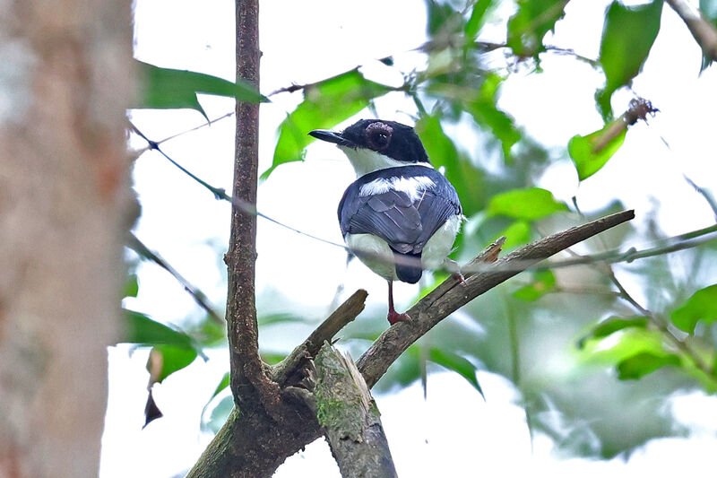 Chestnut Wattle-eye male adult