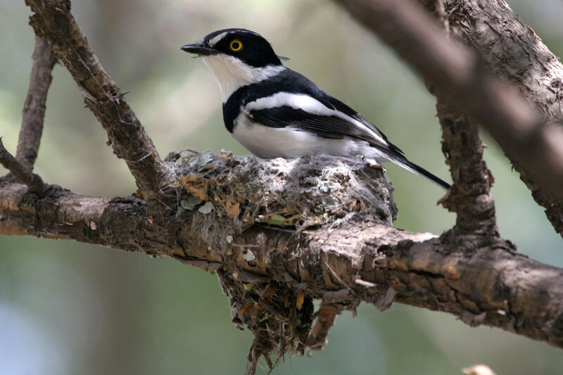 Western Black-headed Batis male adult breeding, Reproduction-nesting