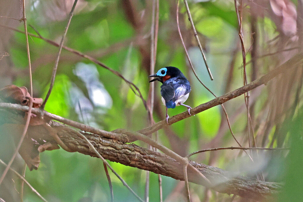 Red-cheeked Wattle-eye male adult