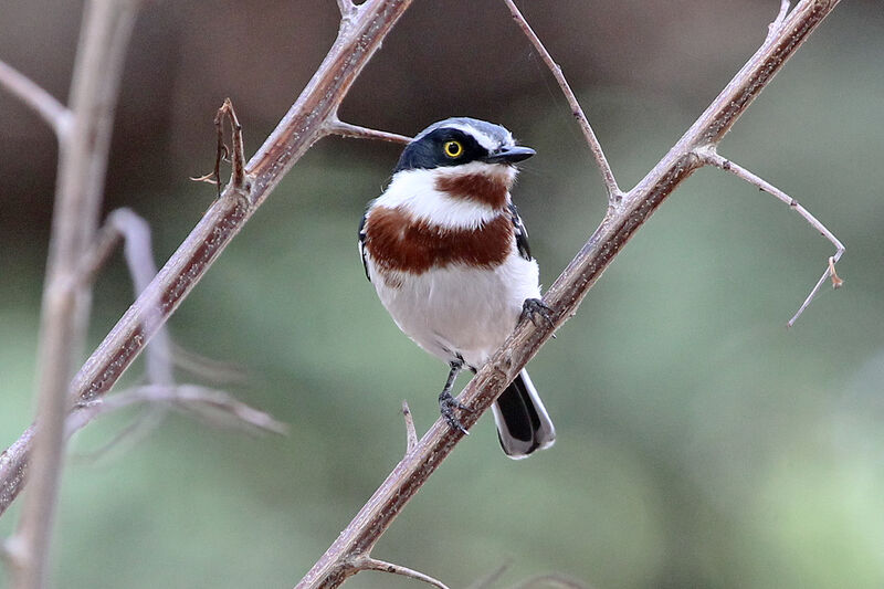 Chinspot Batis female adult