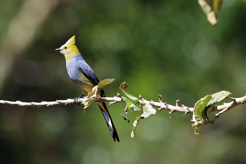 Long-tailed Silky-flycatcher male adult