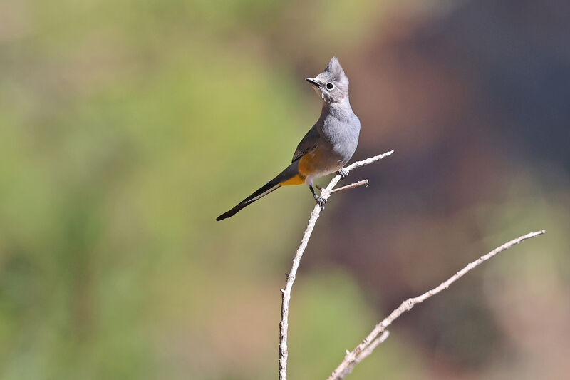 Grey Silky-flycatcher