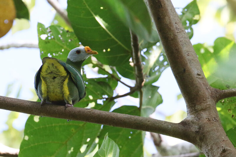 Carunculated Fruit Doveadult