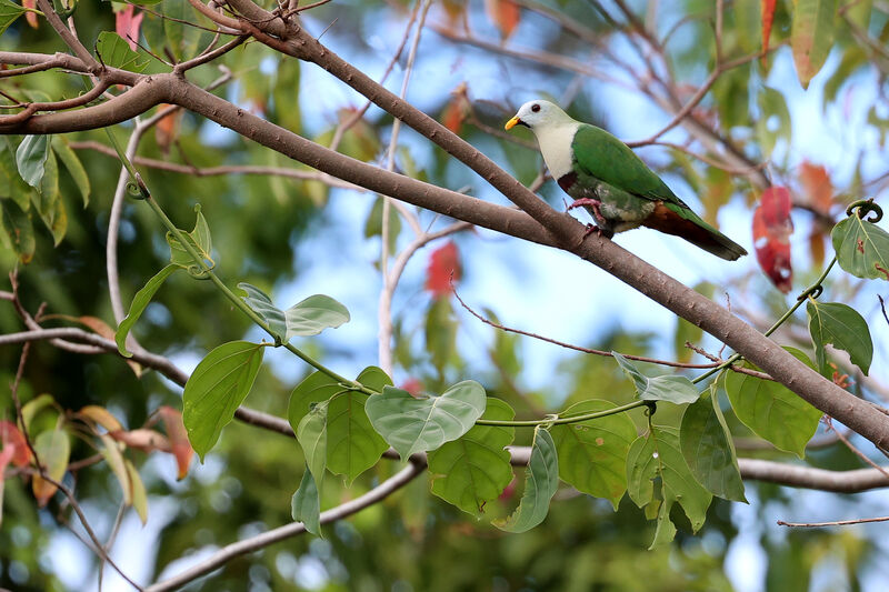 Black-chinned Fruit Dove male adult