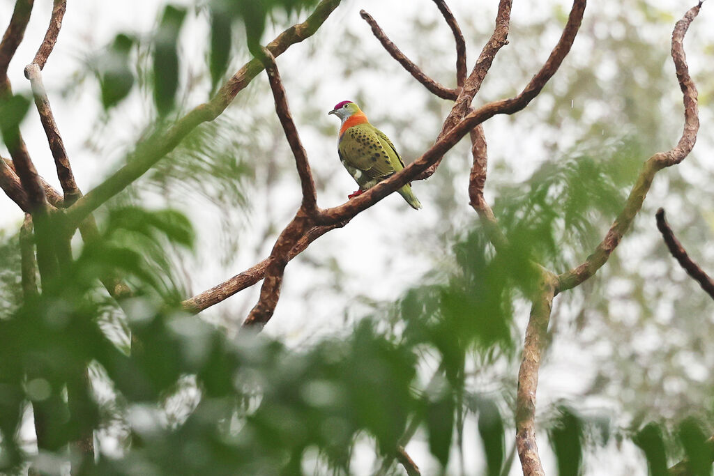 Superb Fruit Doveadult