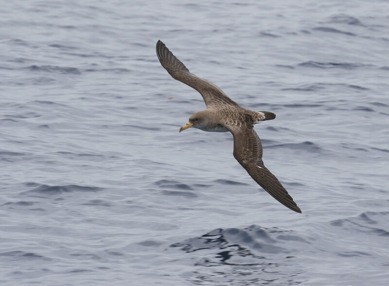 Cory's Shearwater