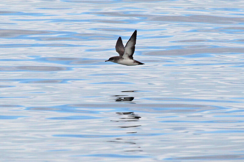 Black-vented Shearwater