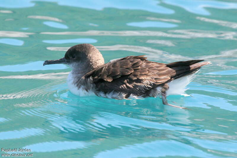 Puffin de Hutton, identification