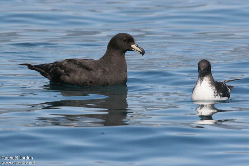 Puffin du Westlandadulte