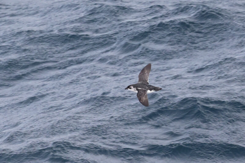 Puffinure de Géorgie du Sud