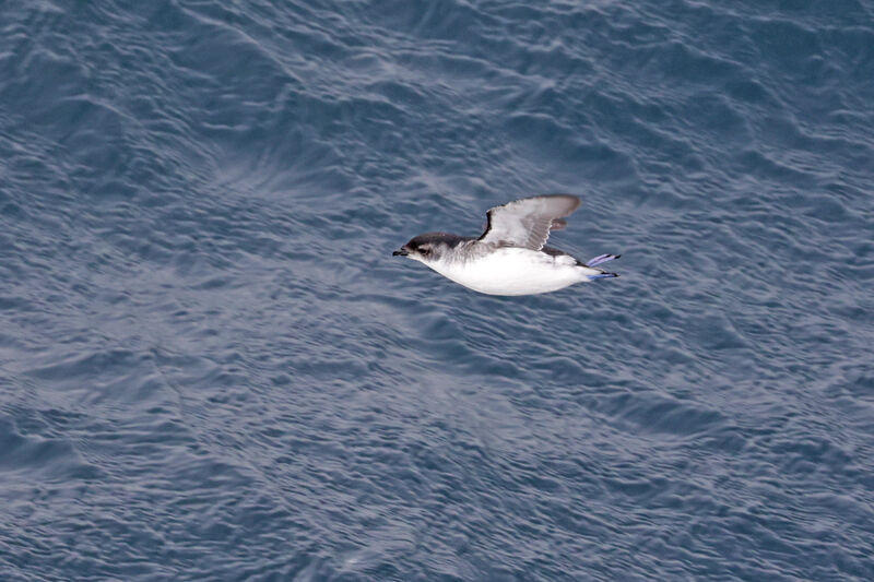 South Georgia Diving Petrel