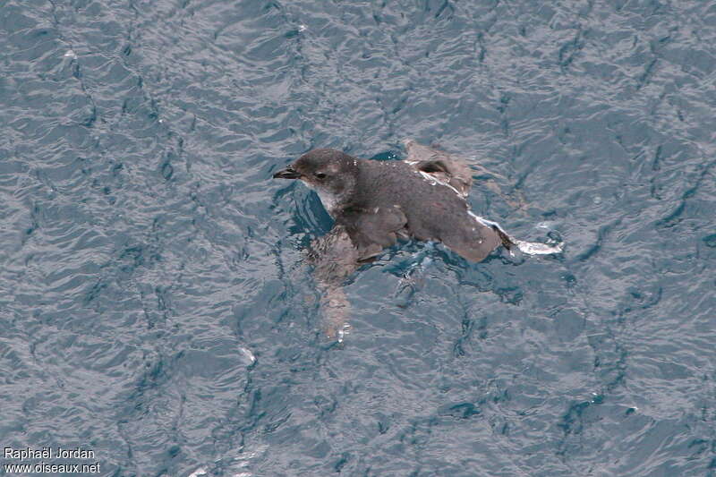 Common Diving Petreladult, swimming