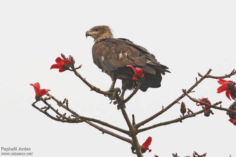 Pygargue de Pallassubadulte, identification