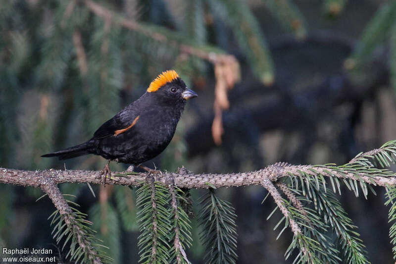 Golden-naped Finch male adult breeding, identification