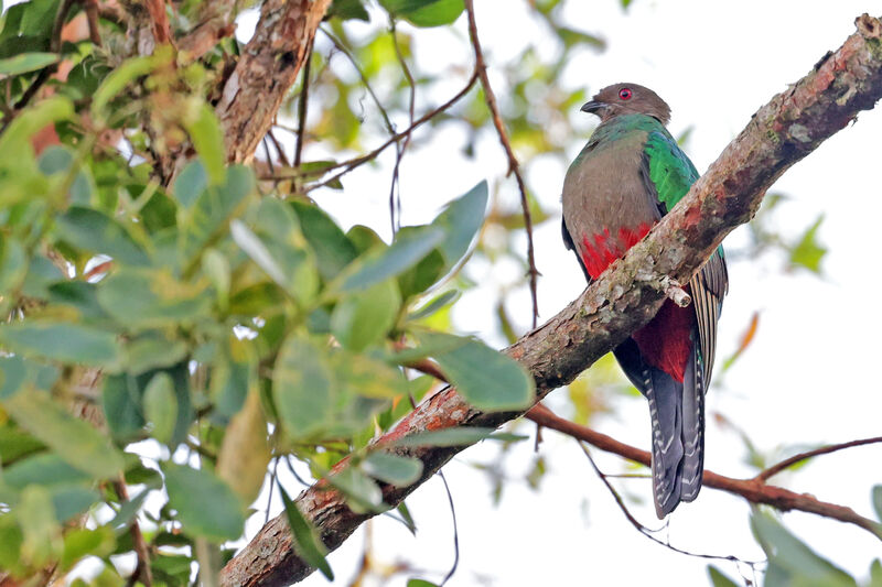 Crested Quetzal female