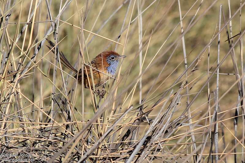 Rufous-crowned Emu-wren male adult