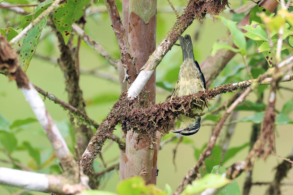Queue-grise des feuilles