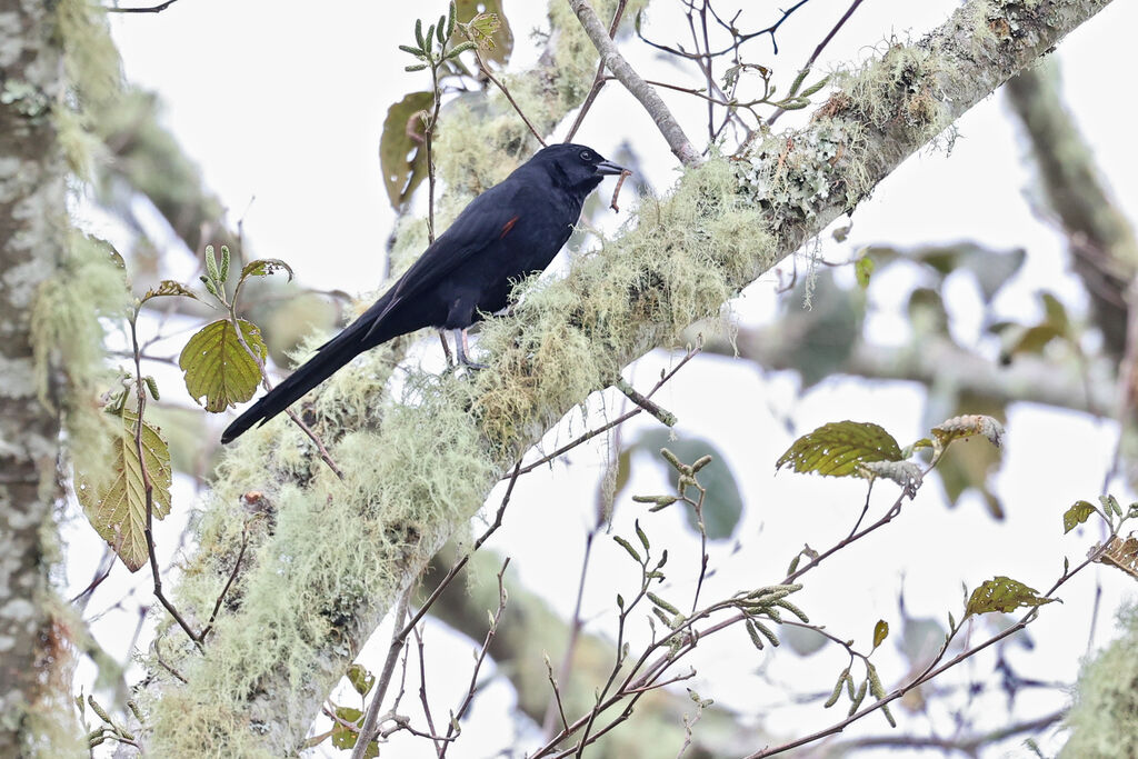 Quiscale montagnard - Carouge montagnard<br />adulte