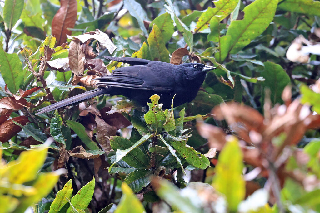 Quiscale montagnard - Carouge montagnard<br />adulte