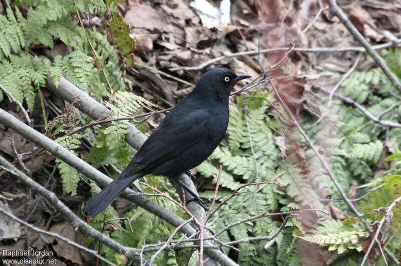 Rusty Blackbird male adult breeding, identification