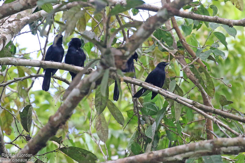 Velvet-fronted Grackle, habitat, pigmentation, Behaviour