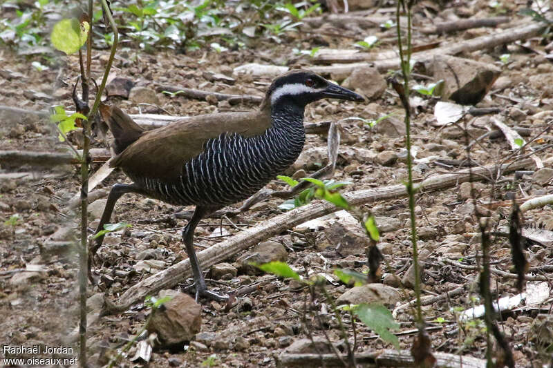 Barred Railadult