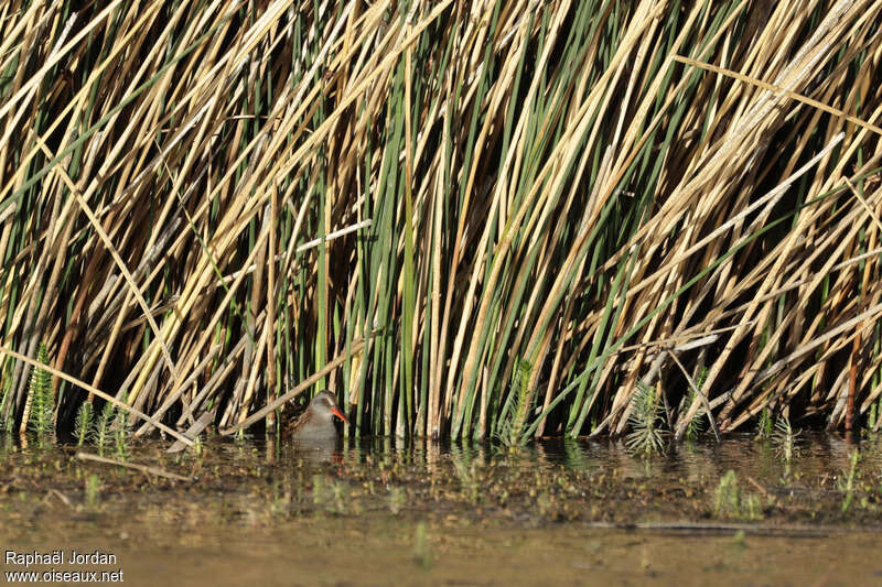 Austral Railadult