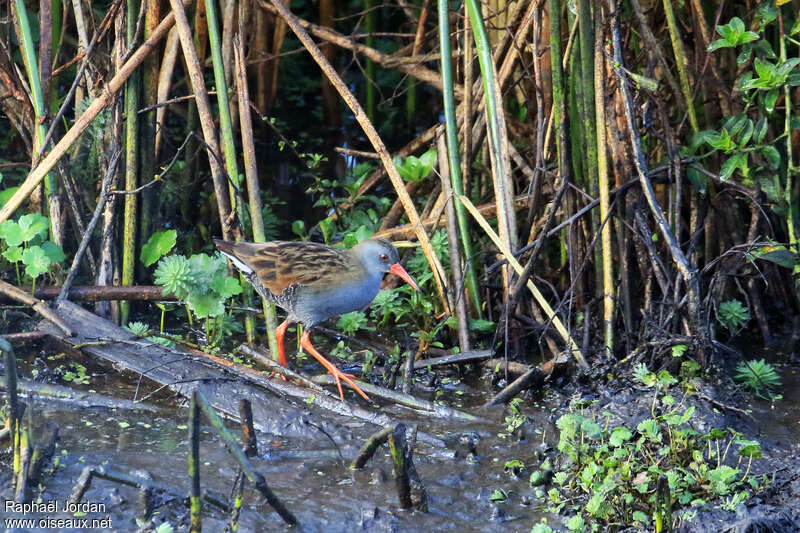 Râle de Bogotaadulte, habitat, pigmentation