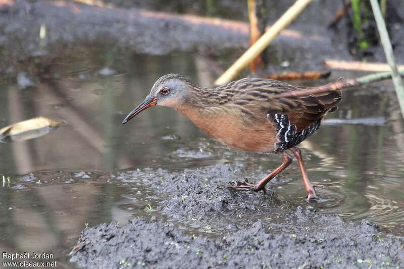 Virginia Railadult, pigmentation, walking