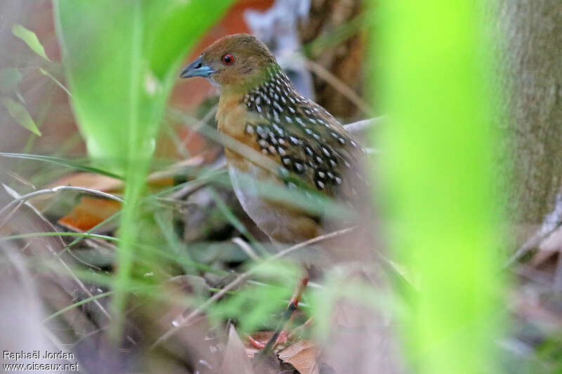 Ocellated Crakeadult, close-up portrait