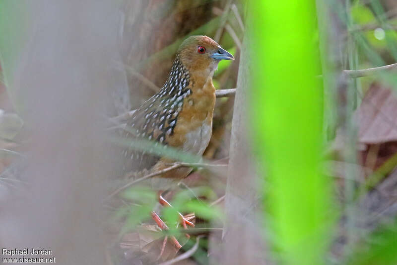 Ocellated Crakeadult, close-up portrait