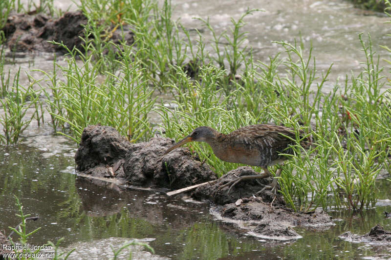 Clapper Railadult, identification