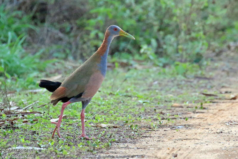 Râle ypécahaadulte, identification