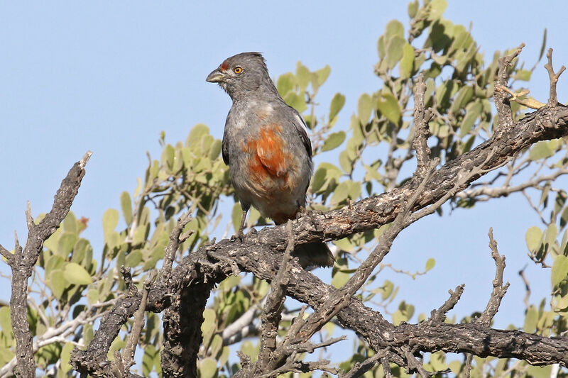 Peruvian Plantcutter male adult