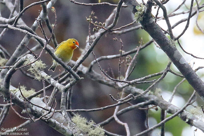 Rémiz tête-de-feu mâle adulte, identification