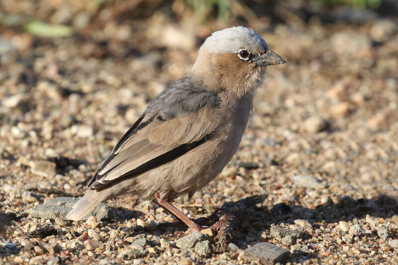 Grey-capped Social Weaveradult