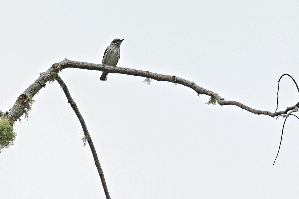 Rhabdornis à tête brune