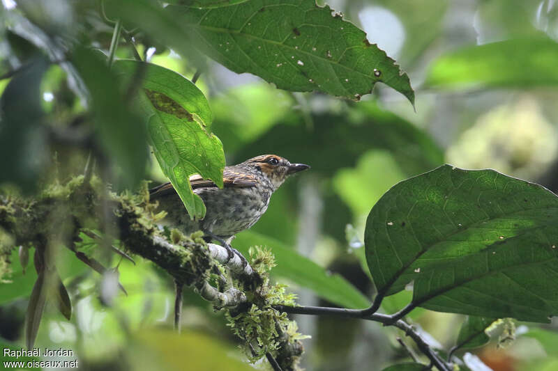 Mottled Berryhunteradult