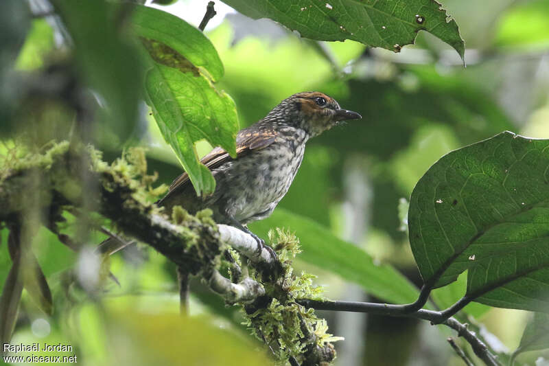 Mottled Berryhunteradult