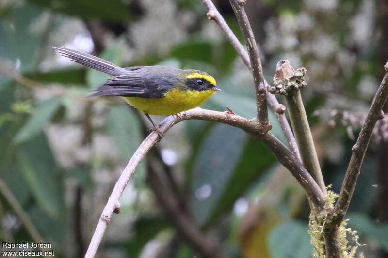 Rhipidure à ventre jaune mâle adulte nuptial, identification