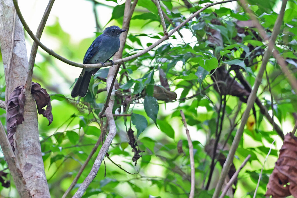 Mindanao Blue Fantailadult