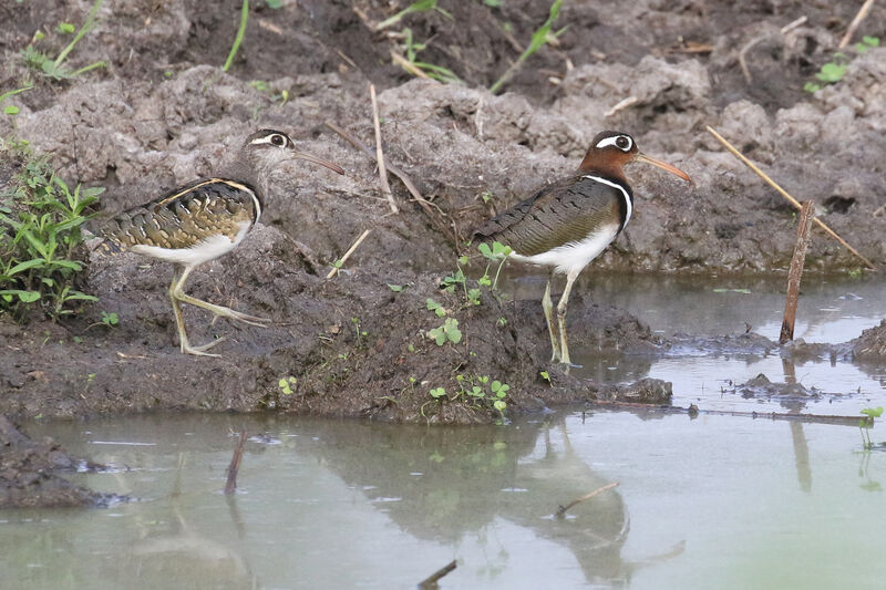 Greater Painted-snipeadult