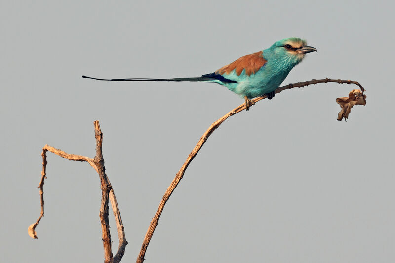 Rollier d'Abyssinieadulte