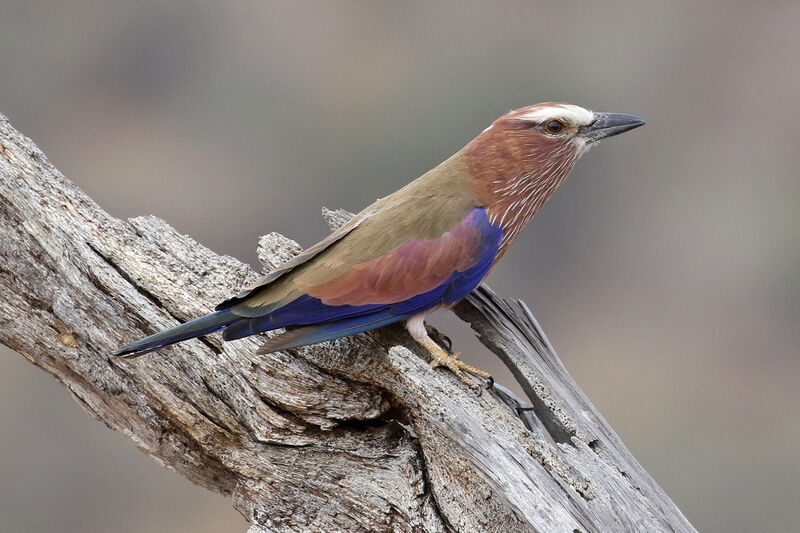 Purple Rolleradult