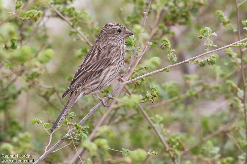 Red-mantled Rosefinch female adult breeding, identification