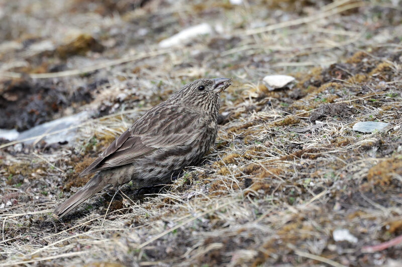 Red-fronted Rosefinch female