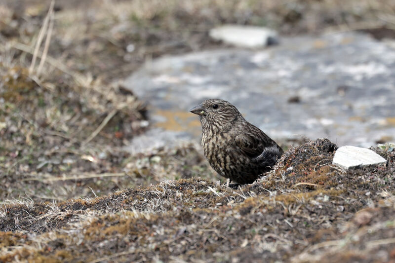 Red-fronted Rosefinch female