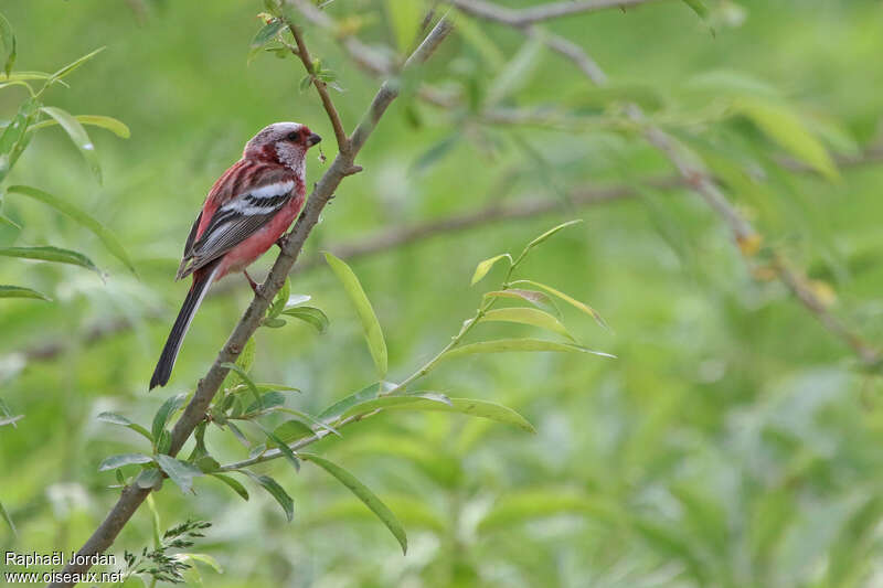 Siberian Long-tailed Rosefinchadult breeding, identification