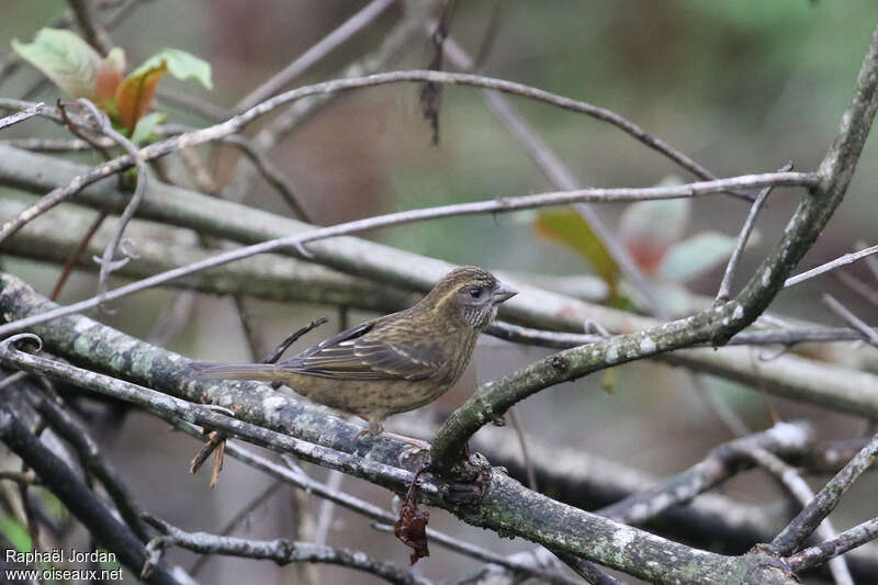 Dark-rumped Rosefinch female adult breeding, identification