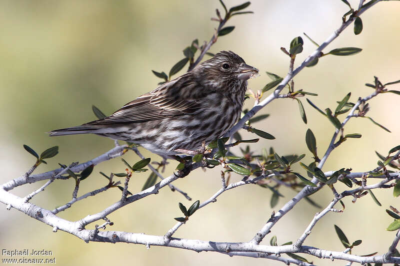 Cassin's Finch female adult, eats